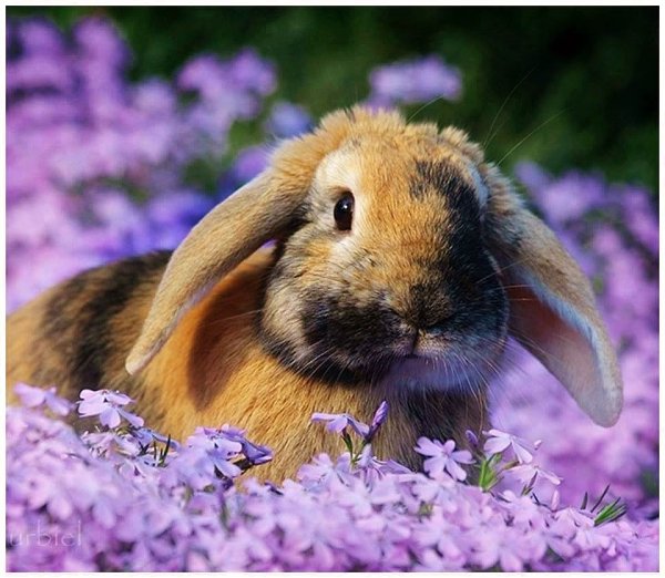 Зайчик весной