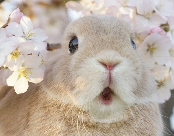 Зайчик весной