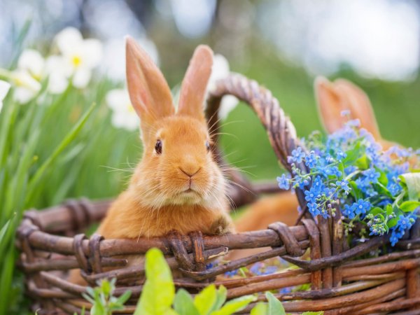 Зверюшки весной