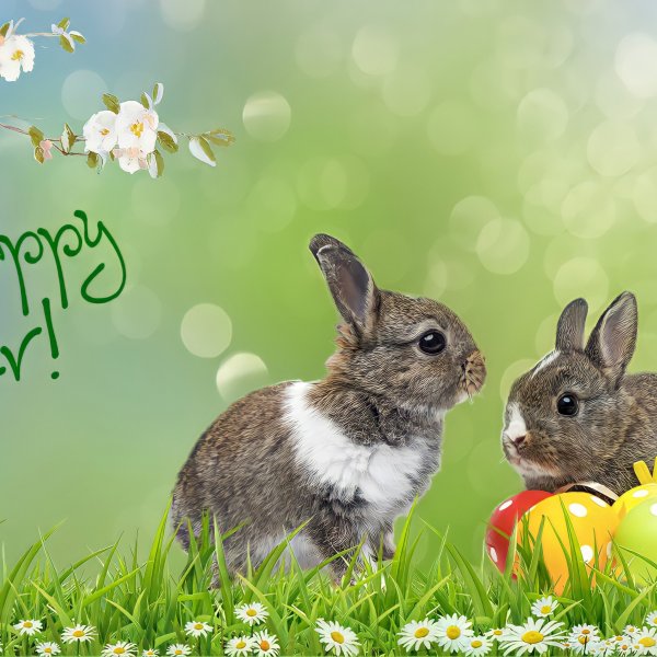 Заяц Весна