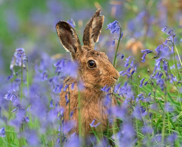 Весенние животные