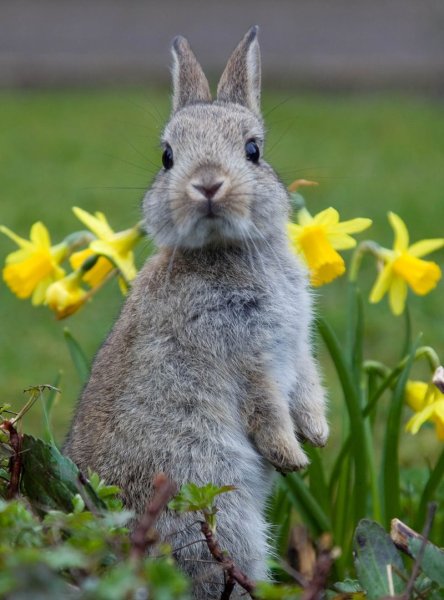 Красивые кролики