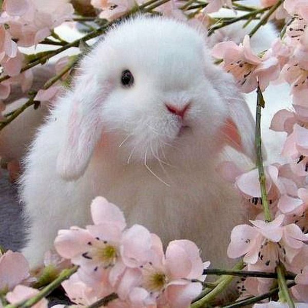 Заяц на лугу