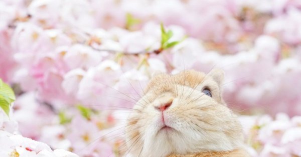 Природа и животные