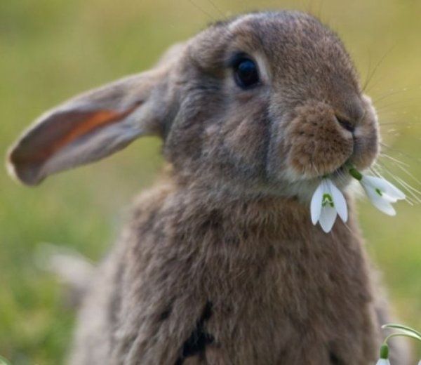 Лето животные