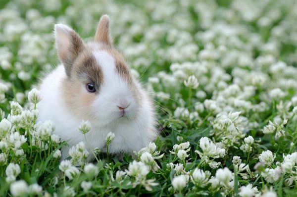 Заяц акварель