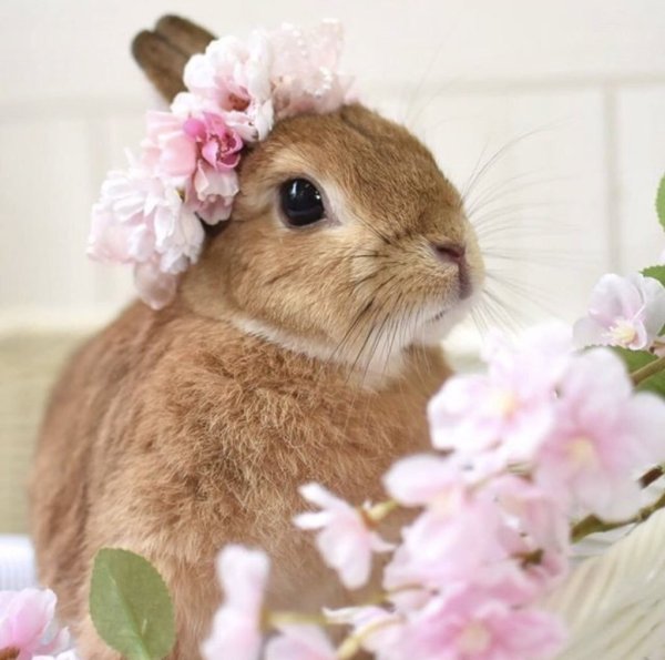 Пасхальный кролик