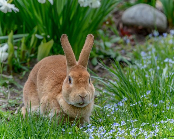 Обои на рабочий стол кролики