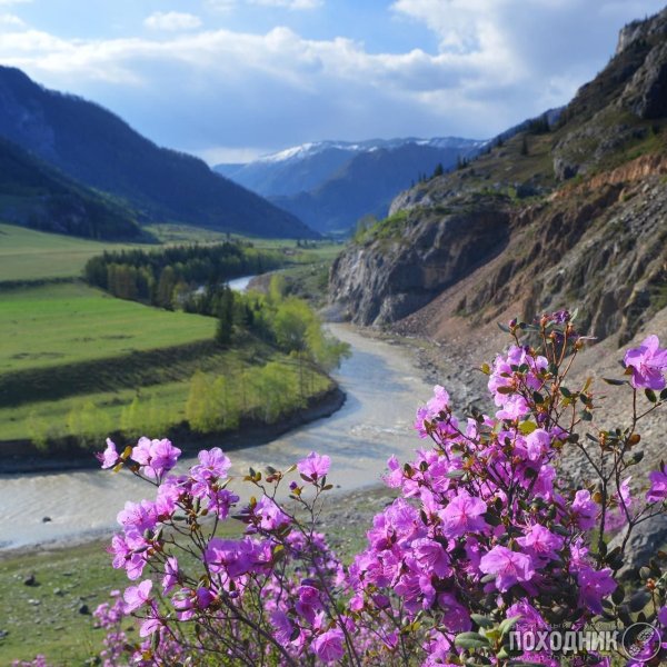 Цветение маральника горный Алтай