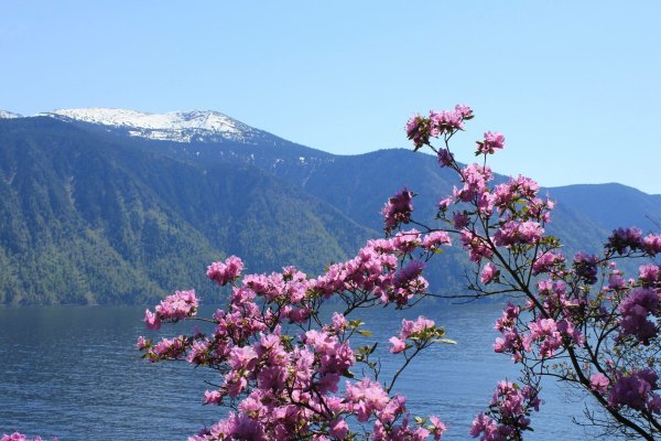 Цветение маральника на Алтае