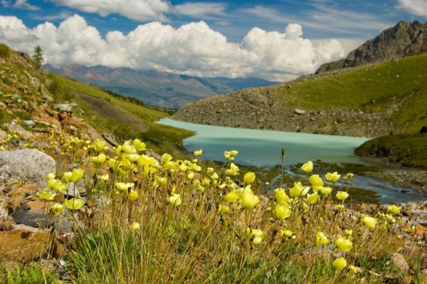 Горный Алтай Чемал маральник