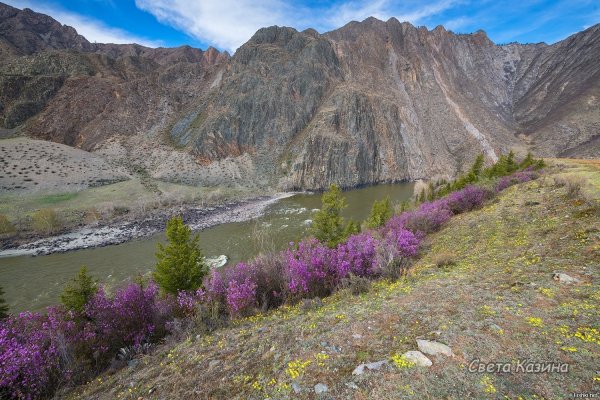 Маральник горный Алтай цветет