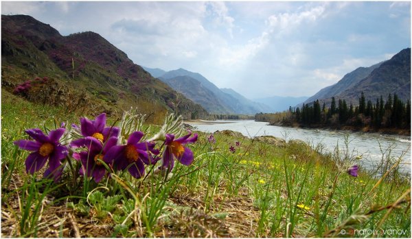 Первоцветы горный Алтай