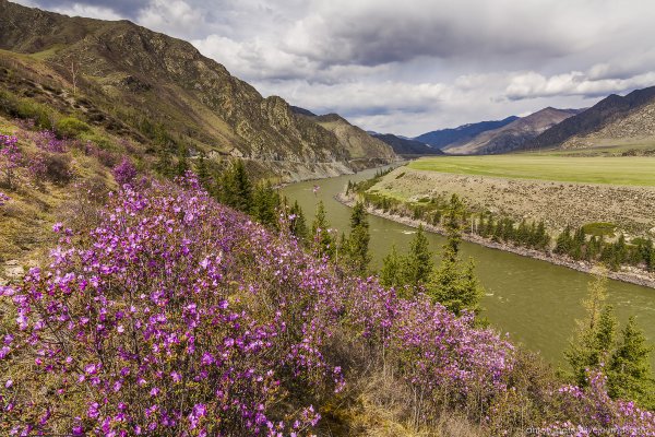 Белуха Алтай маральник