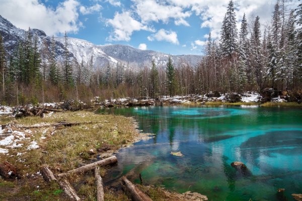 Алтайский край цветение маральника