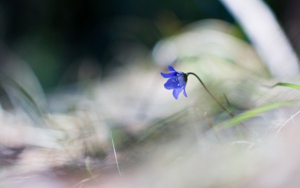 Весна природа макро