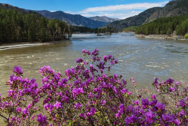 Маральник горный Алтай цветет