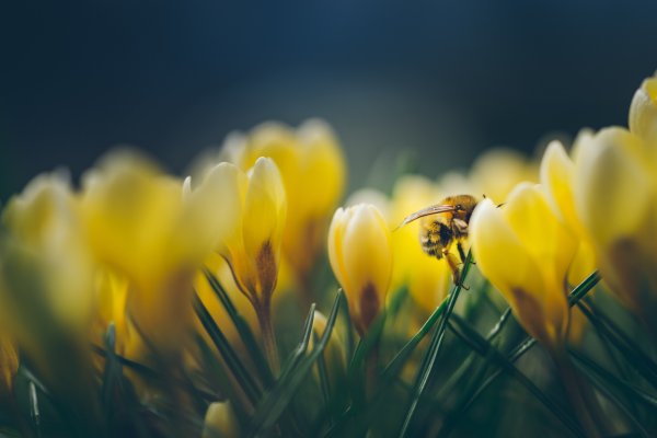 Макросъемка Весна