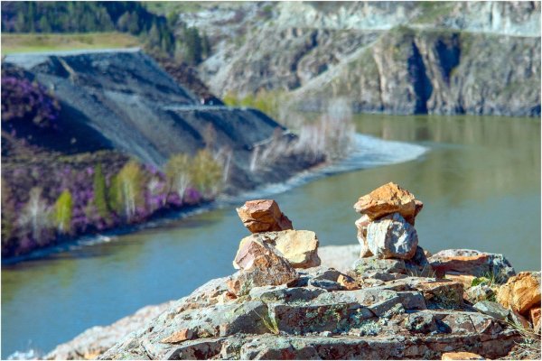 Рододендрон Даурский маральник