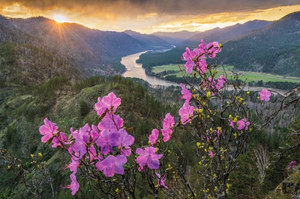 Маральник Алтай Телецкое озеро