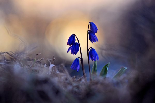 Макросъемка природа