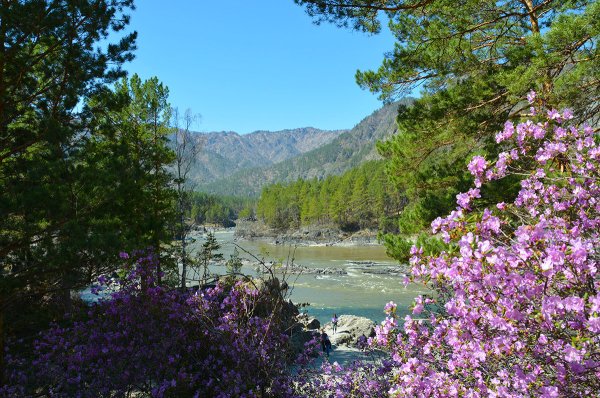 Цветы Катунского заповедника