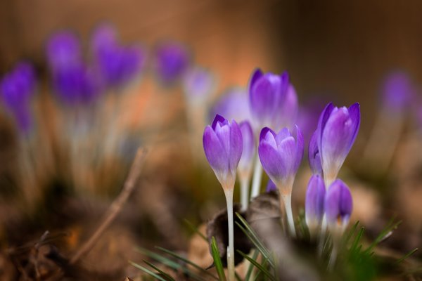 Весенние цветы