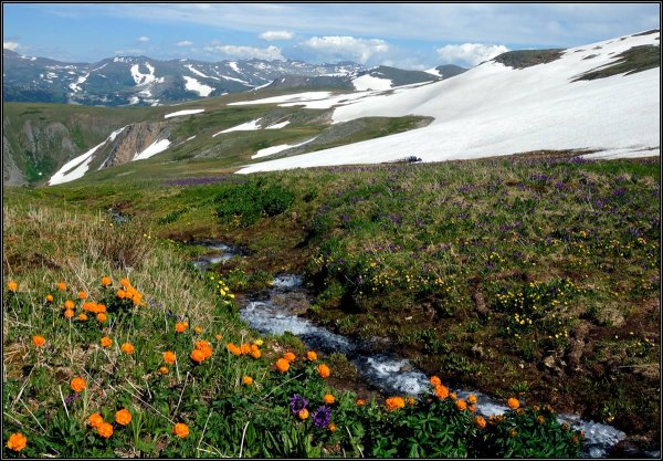 Цветы Эдельвейс Саяны