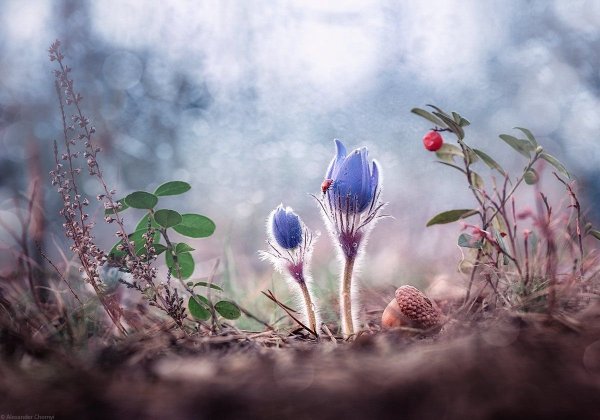 Пробуждение весны