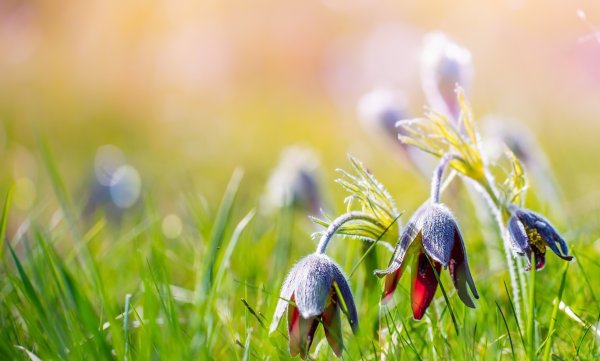 Макросъемка Весна