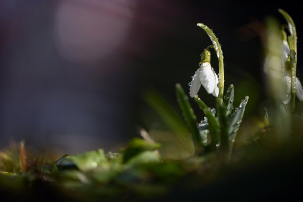 Подснежники макро