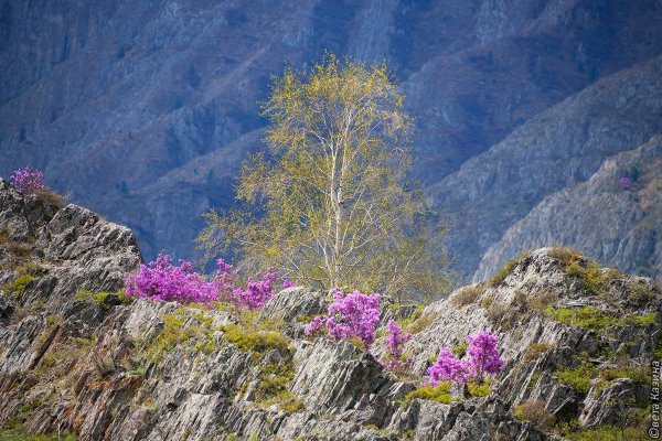 Горный Алтай подснежники