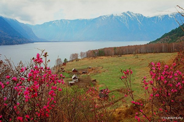Горный Алтай весной маральник