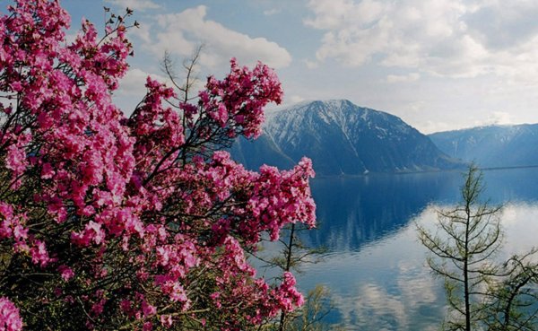 Первоцветы горный Алтай