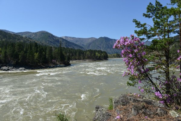 Алтай Белокуриха багульник