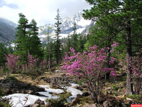 Багульник и маральник