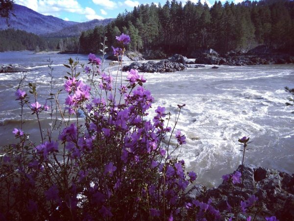 Горный Алтай Альпийские Луга