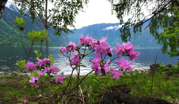 Горный Алтай Альпийские Луга