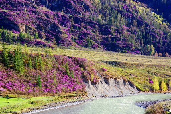 Река Катунь Алтай маральник