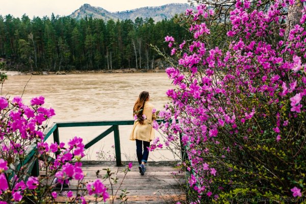 Горный Алтай Чемал маральник