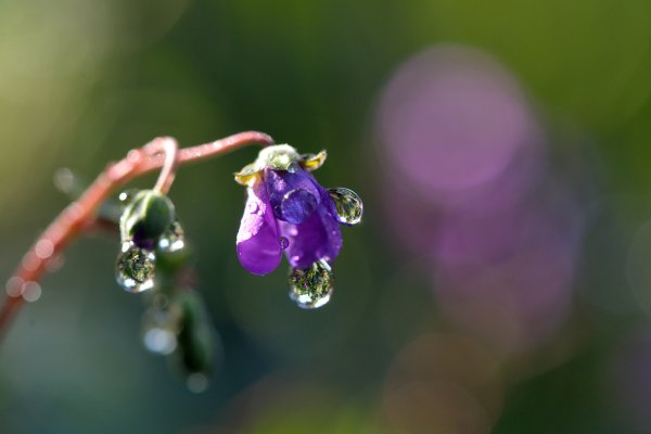 Ветка яблони