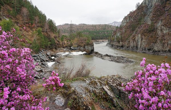 Горный Алтай Альпийские Луга