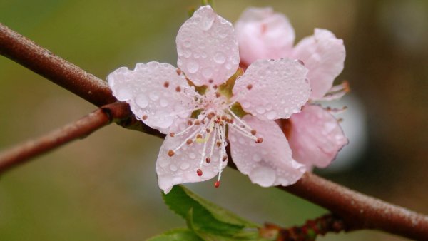Цветы в снегу