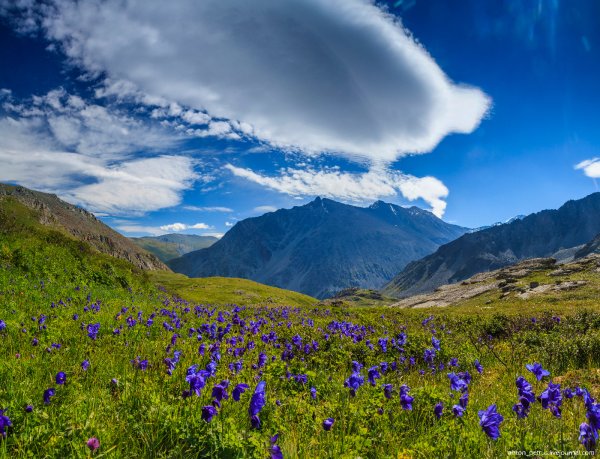 Алтайская Высокогорная Полев