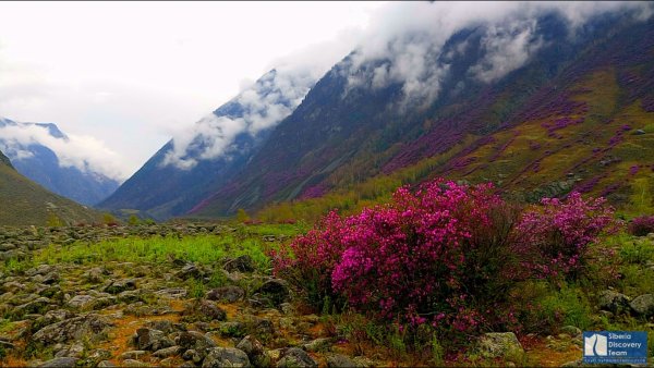 Катунский заповедник Альпийские Луга