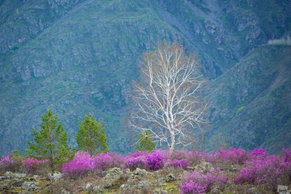Алтай в апреле