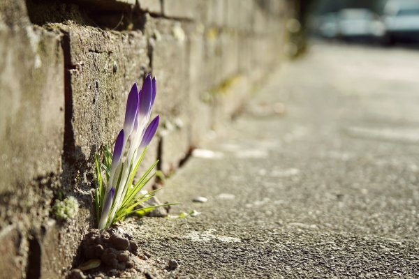 Нежная ранняя Весна