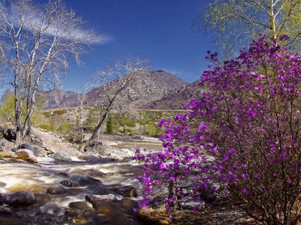 Алтай горы маральник акварель