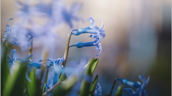 Весенние цветы макро