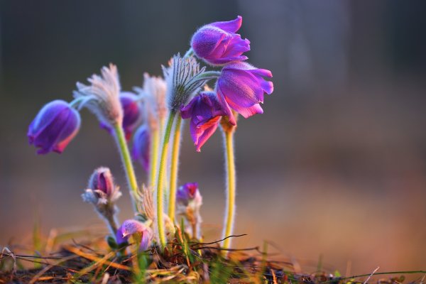Первые листочки на деревьях